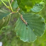 W Olchach - Lokal Brzozka *