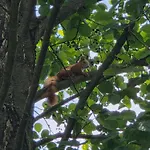 W Olchach - Lokal Brzozka Daire *