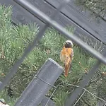 W Olchach - Lokal Brzozka *