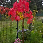 W Olchach - Lokal Brzozka Daire Wiktorowo