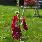 W Olchach - Lokal Brzozka Wiktorowo