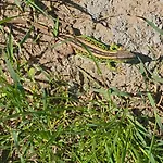 W Olchach - Lokal Brzozka Daire *