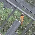 W Olchach - Lokal Brzozka *