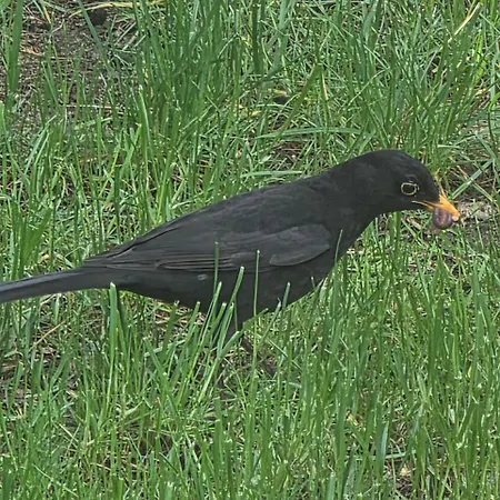 W Olchach - Lokal Brzozka Appartement