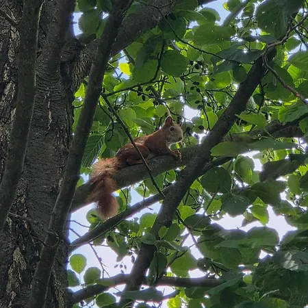 W Olchach - Lokal Brzozka Apartment *