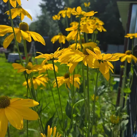 Apartment W Olchach - Lokal Brzozka *