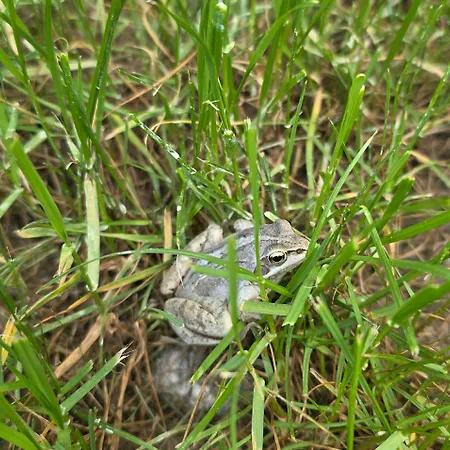 W Olchach - Lokal Brzozka