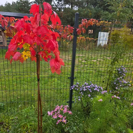 Appartement W Olchach - Lokal Brzozka *