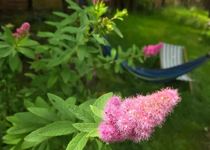 W Olchach - Lokal Brzozka * Wiktorowo