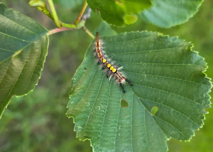 W Olchach - Lokal Brzozka *