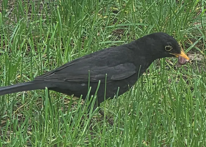 W Olchach - Lokal Brzozka Appartement