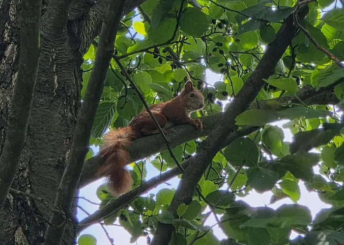 W Olchach - Lokal Brzozka Appartement *