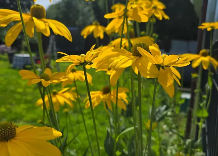 Apartment W Olchach - Lokal Brzozka *