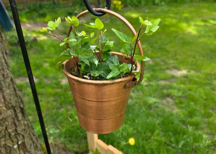 W Olchach - Lokal Brzozka Wiktorowo