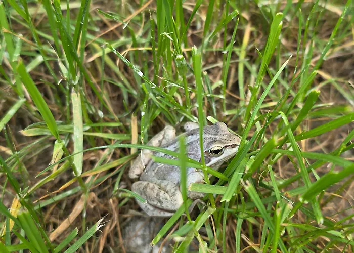 W Olchach - Lokal Brzozka