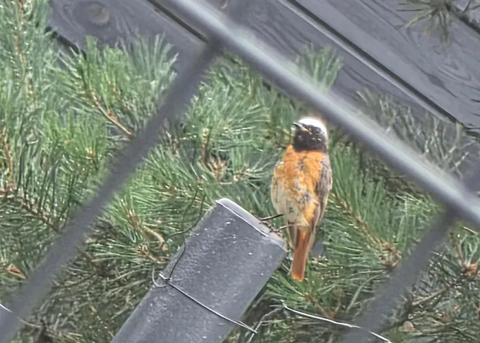 W Olchach - Lokal Brzozka *