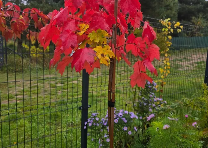 W Olchach - Lokal Brzozka Apartment Wiktorowo