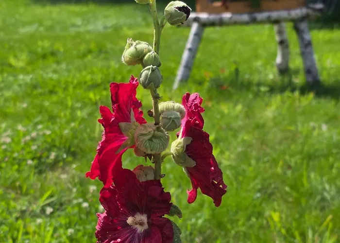 W Olchach - Lokal Brzozka Wiktorowo