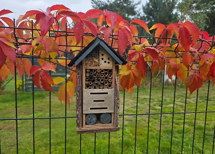 W Olchach - Lokal Brzozka