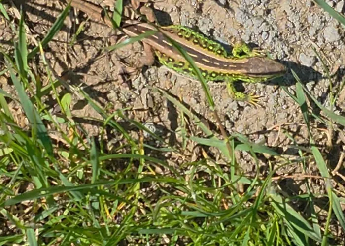 W Olchach - Lokal Brzozka Apartment *